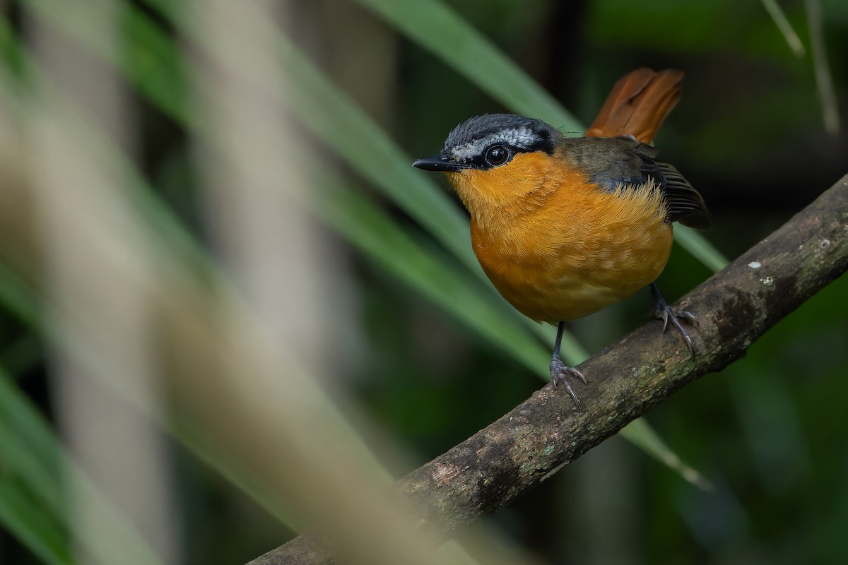 Gray-winged Robin-Chat (Gray-winged) - ML642416567
