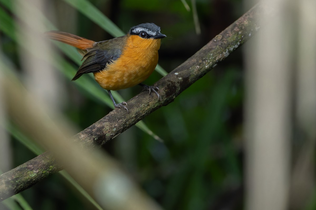 Gray-winged Robin-Chat (Gray-winged) - ML642416568