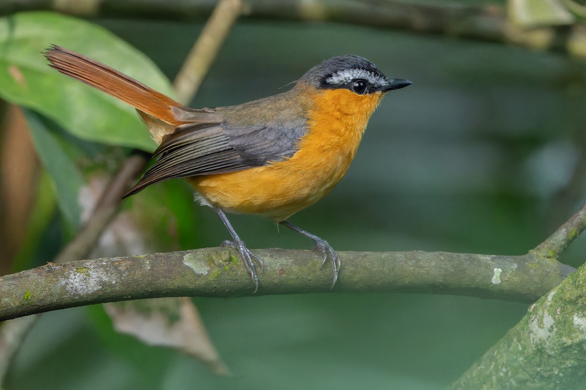 Gray-winged Robin-Chat (Gray-winged) - ML642416570