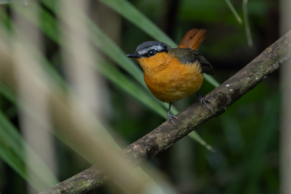Gray-winged Robin-Chat (Gray-winged) - ML642416571