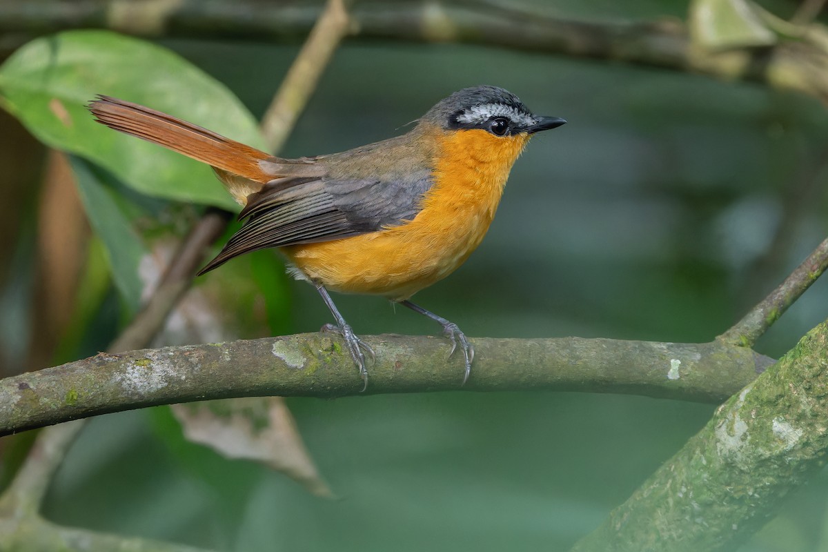 Gray-winged Robin-Chat (Gray-winged) - ML642416572