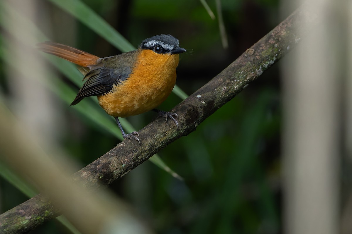 Gray-winged Robin-Chat (Gray-winged) - ML642416573