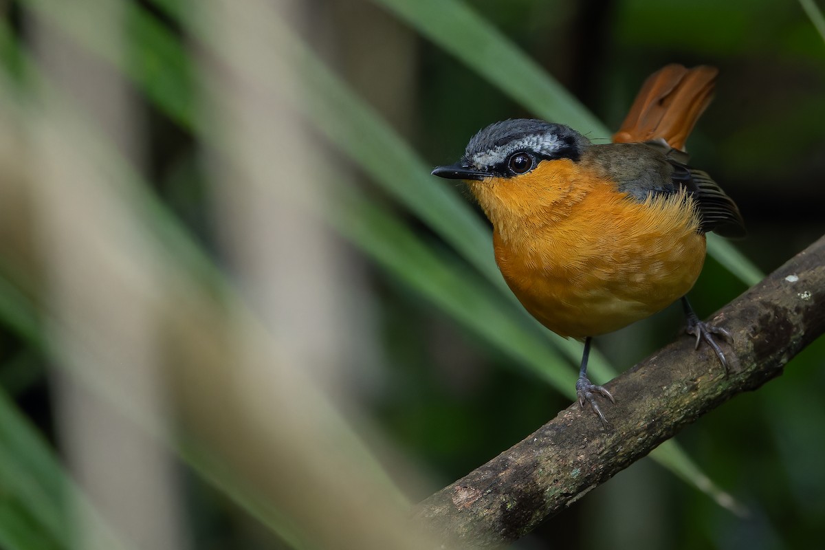 Gray-winged Robin-Chat (Gray-winged) - ML642416574