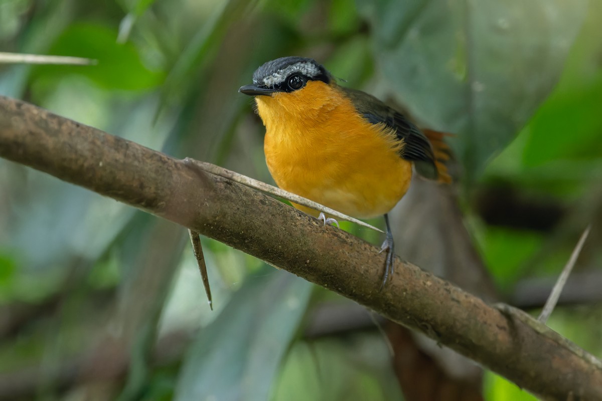 Gray-winged Robin-Chat (Gray-winged) - ML642416575