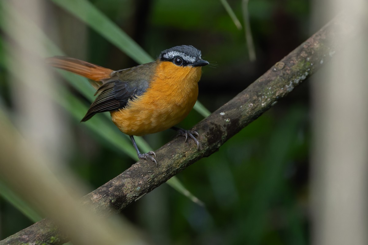 Gray-winged Robin-Chat (Gray-winged) - ML642416576