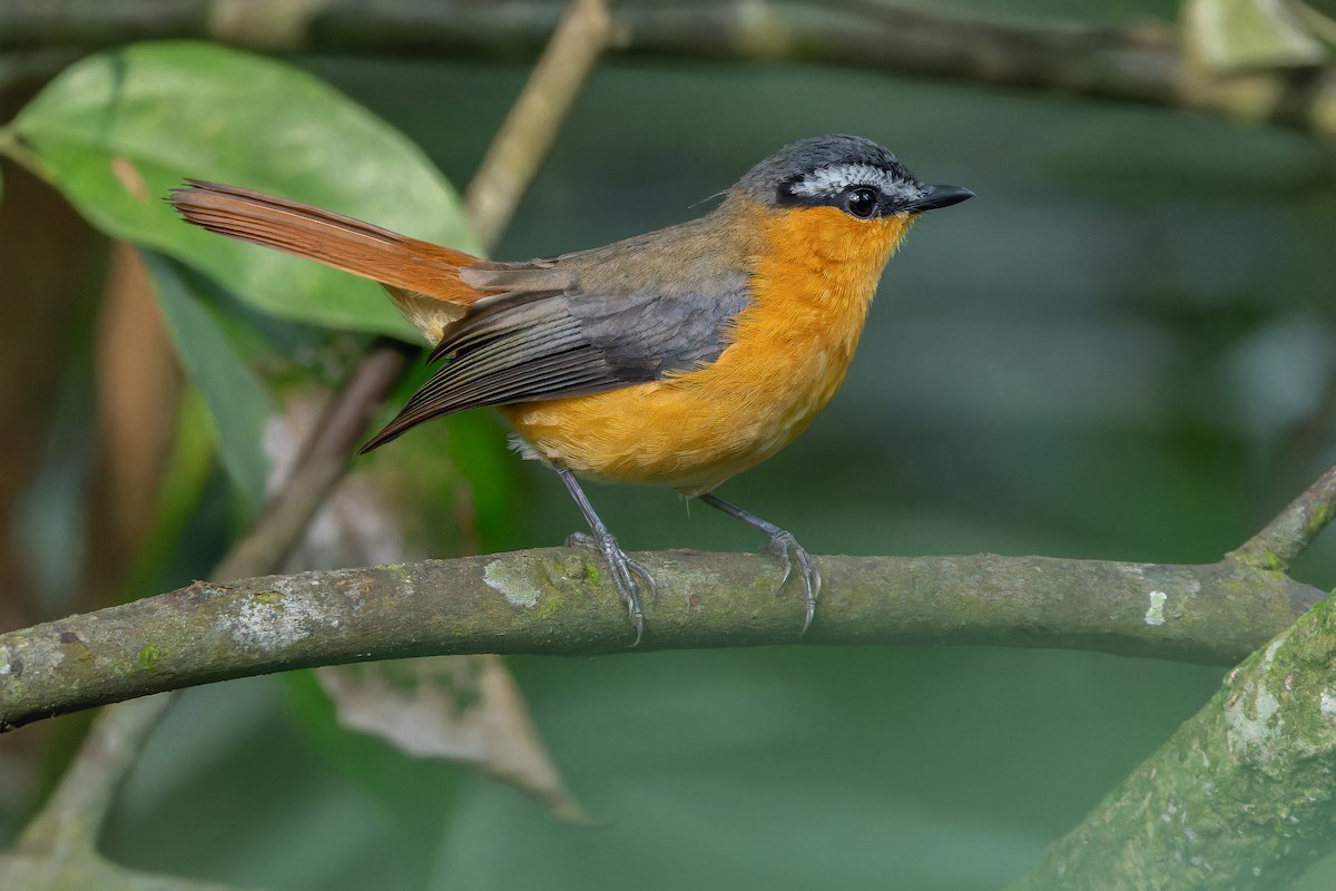 Gray-winged Robin-Chat (Gray-winged) - ML642416577