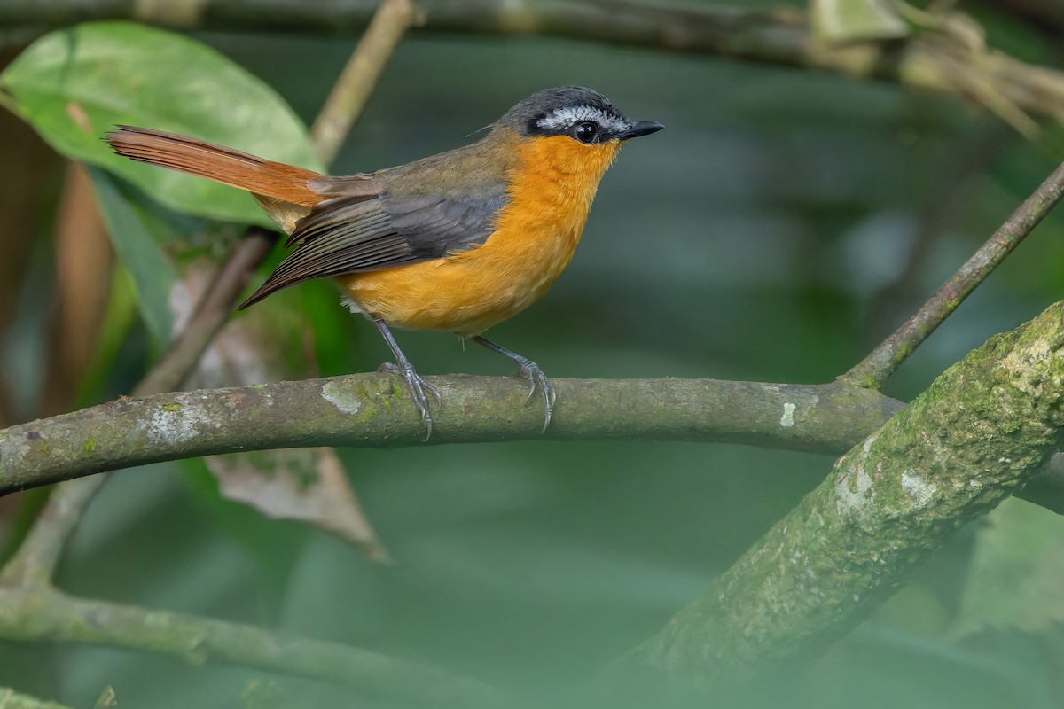 Gray-winged Robin-Chat (Gray-winged) - ML642416578