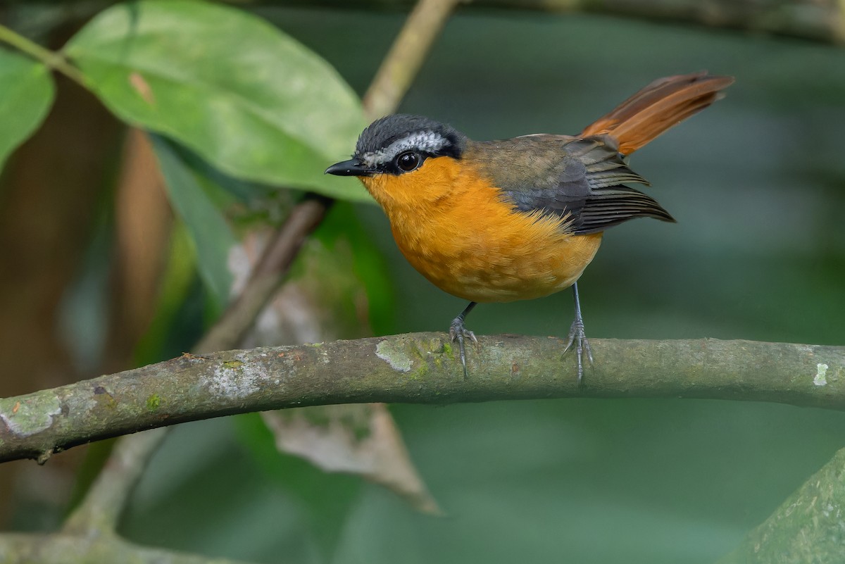Gray-winged Robin-Chat (Gray-winged) - ML642416579