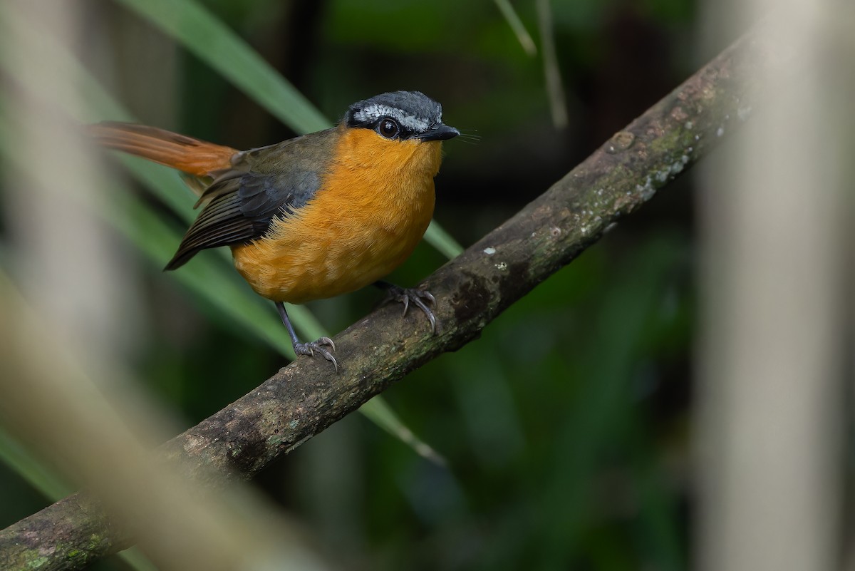 Gray-winged Robin-Chat (Gray-winged) - ML642416580