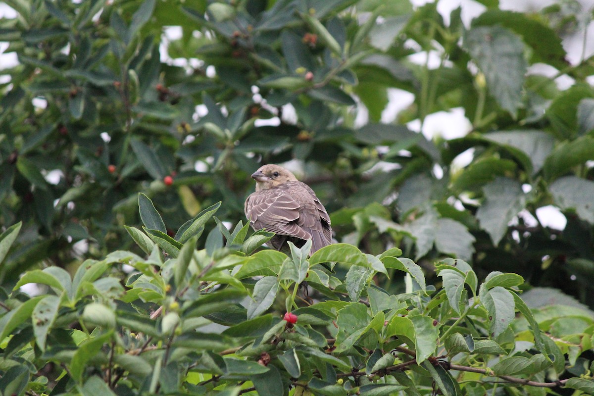 Brown-headed Cowbird - ML642416581