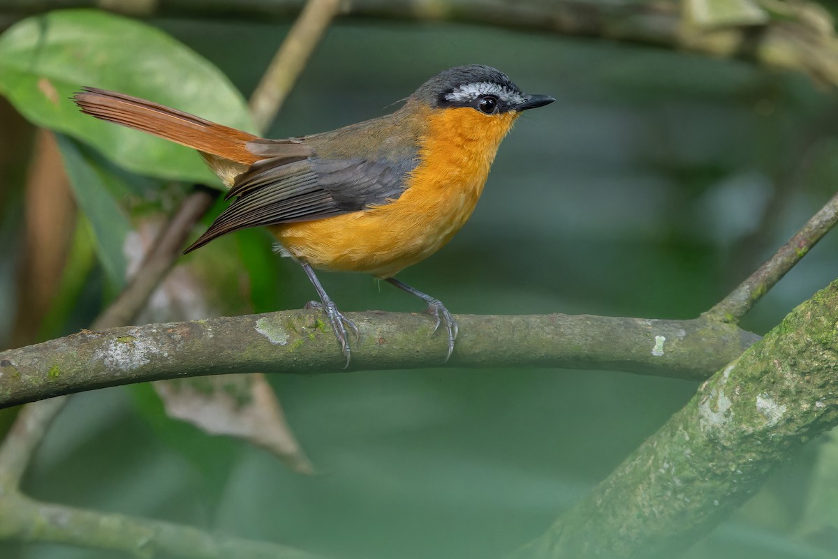 Gray-winged Robin-Chat (Gray-winged) - ML642416582