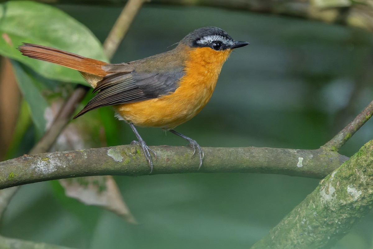 Gray-winged Robin-Chat (Gray-winged) - ML642416586