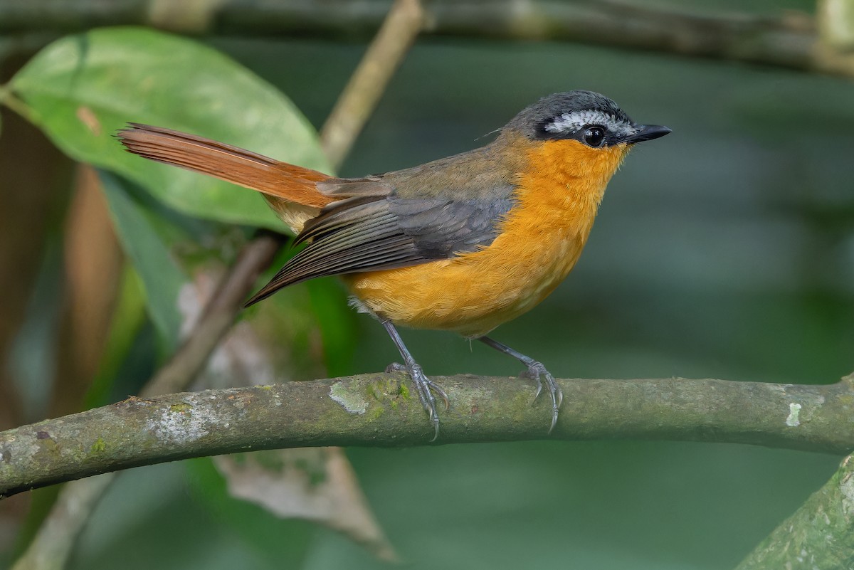Gray-winged Robin-Chat (Gray-winged) - ML642416587