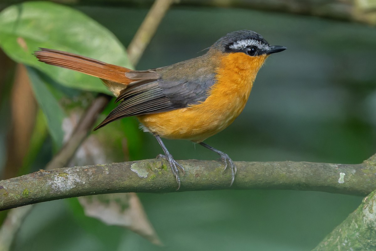 Gray-winged Robin-Chat (Gray-winged) - ML642416588