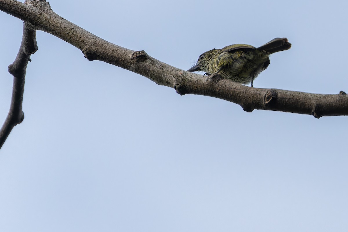 Speckled Tinkerbird - ML642416605