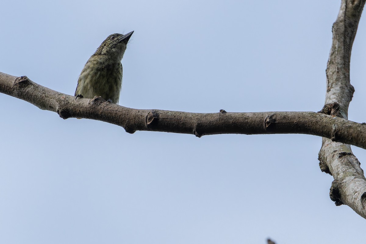 Speckled Tinkerbird - ML642416606