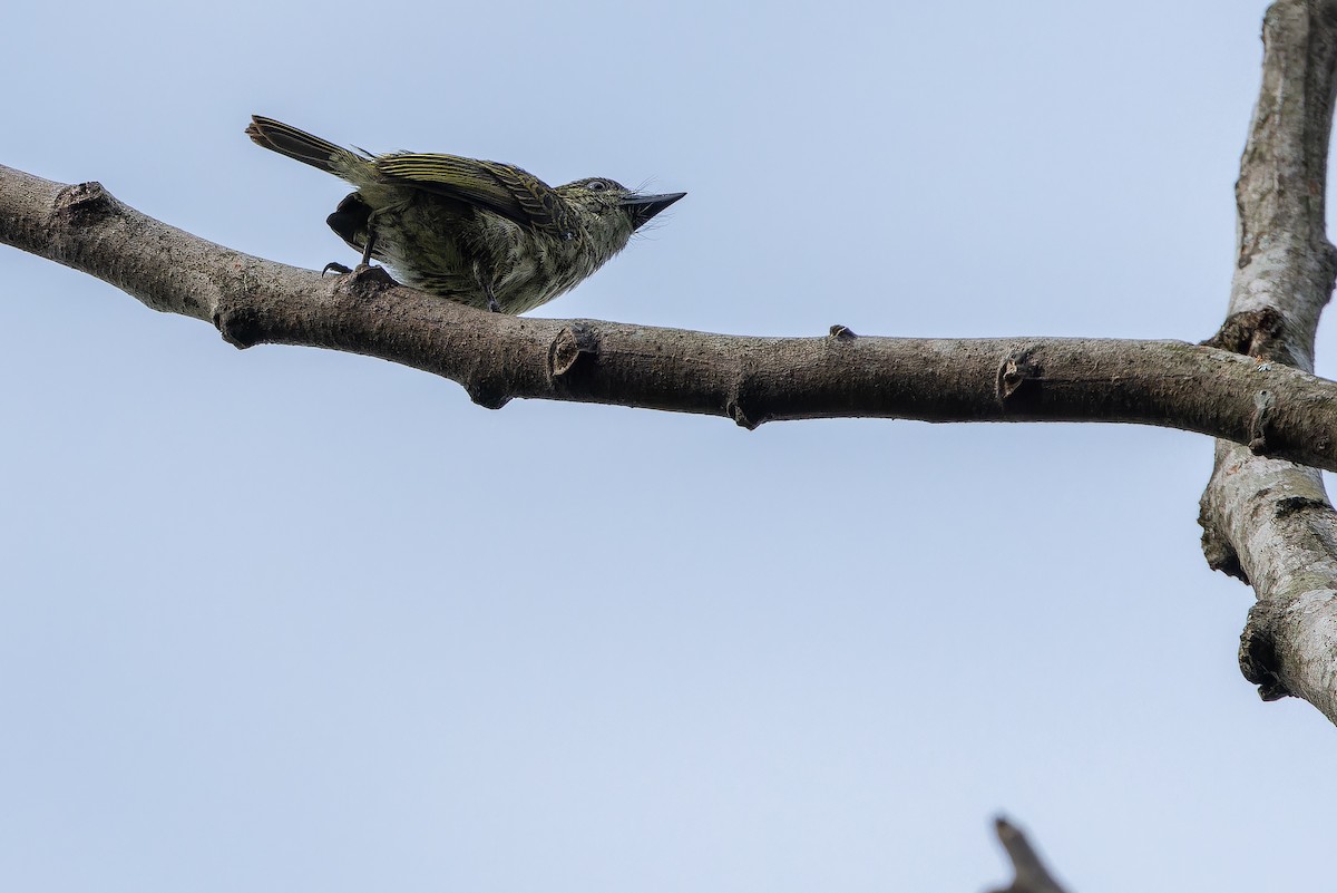 Speckled Tinkerbird - ML642416607