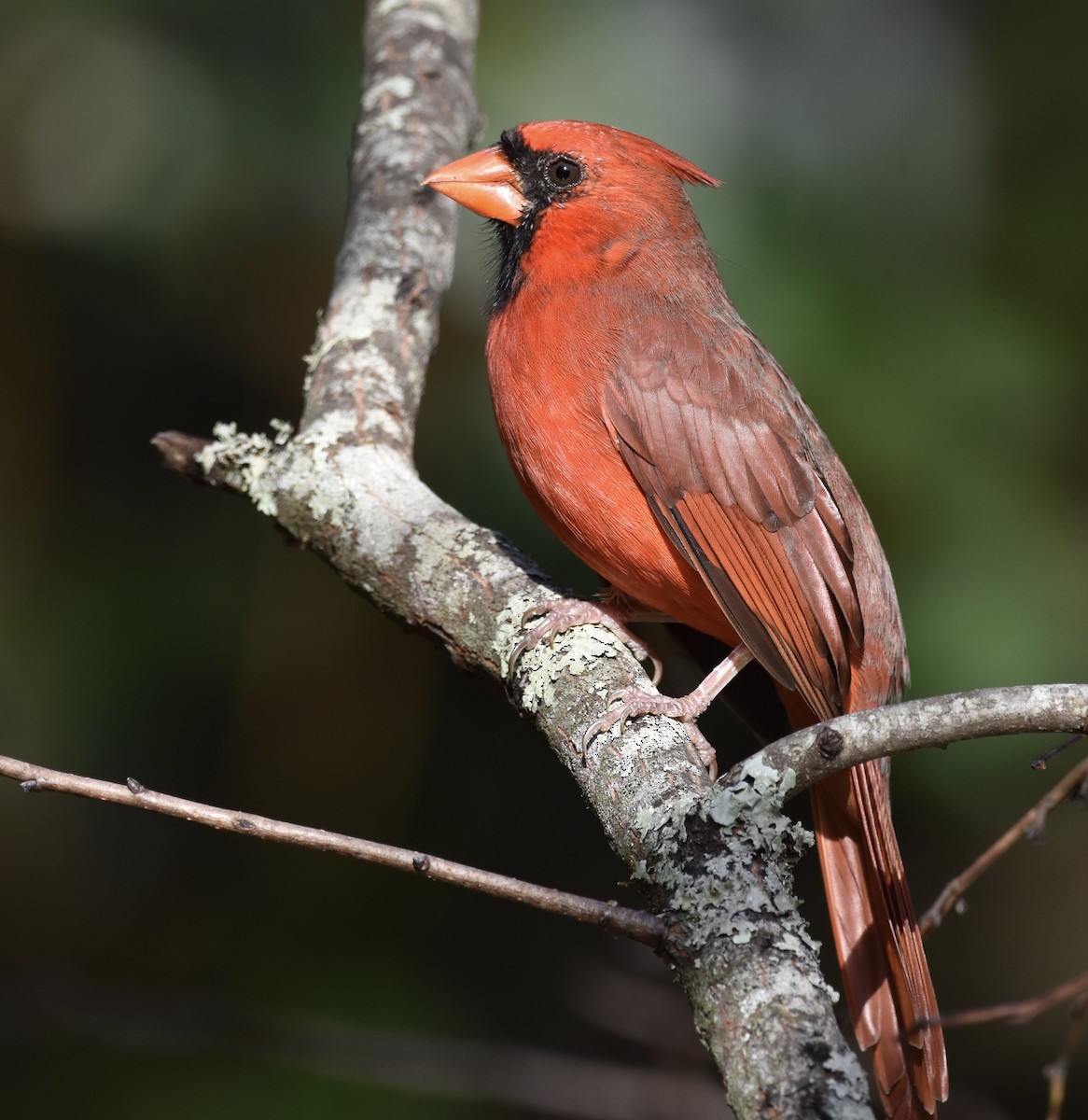 Cardinal rouge - ML642416613