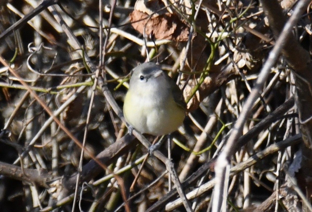 Bell's Vireo - ML642416620