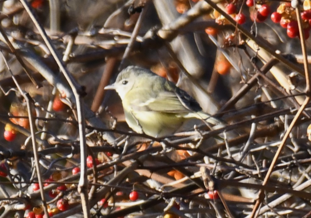 Bell's Vireo - ML642416632