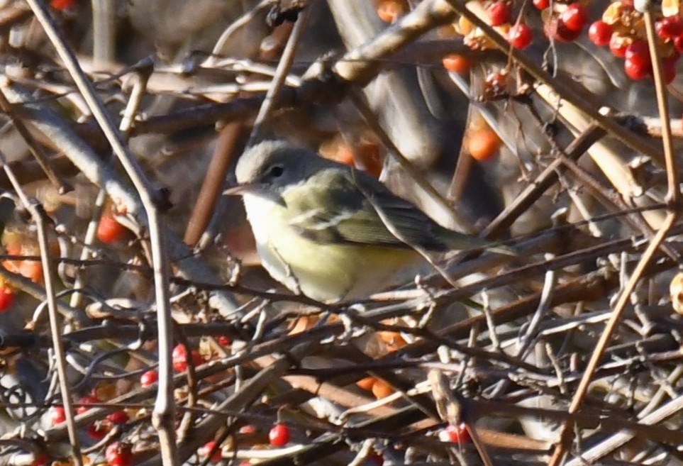 Bell's Vireo - ML642416633