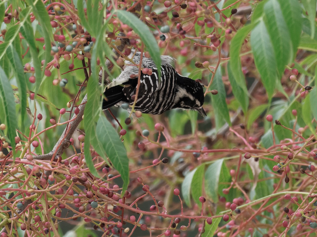 Nuttall's Woodpecker - ML642416635