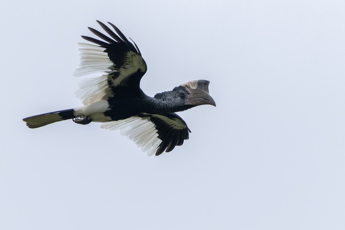 Black-and-white-casqued Hornbill - ML642416648