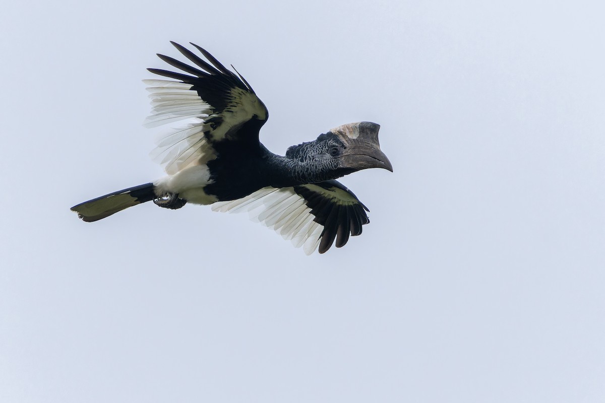 Black-and-white-casqued Hornbill - ML642416649