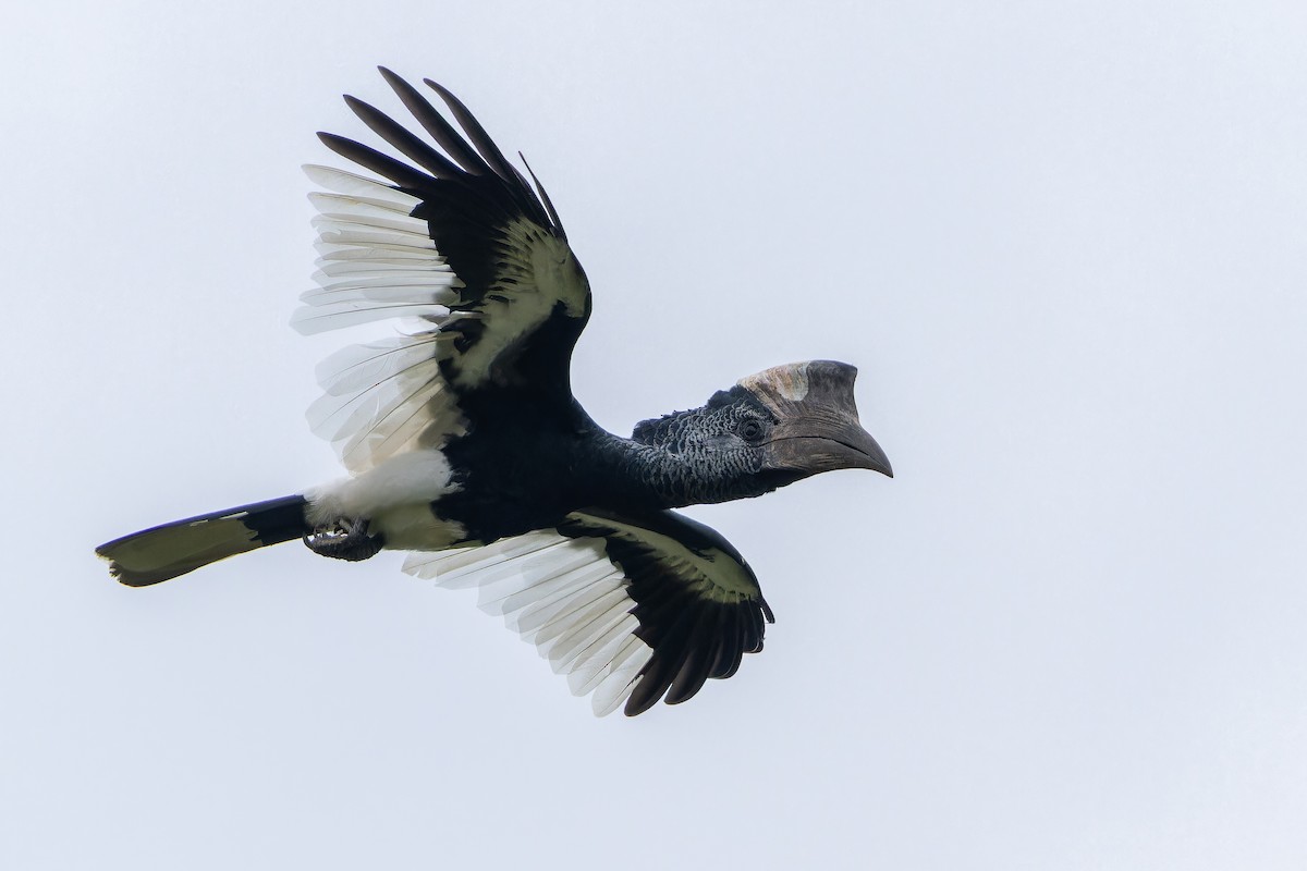 Black-and-white-casqued Hornbill - ML642416650