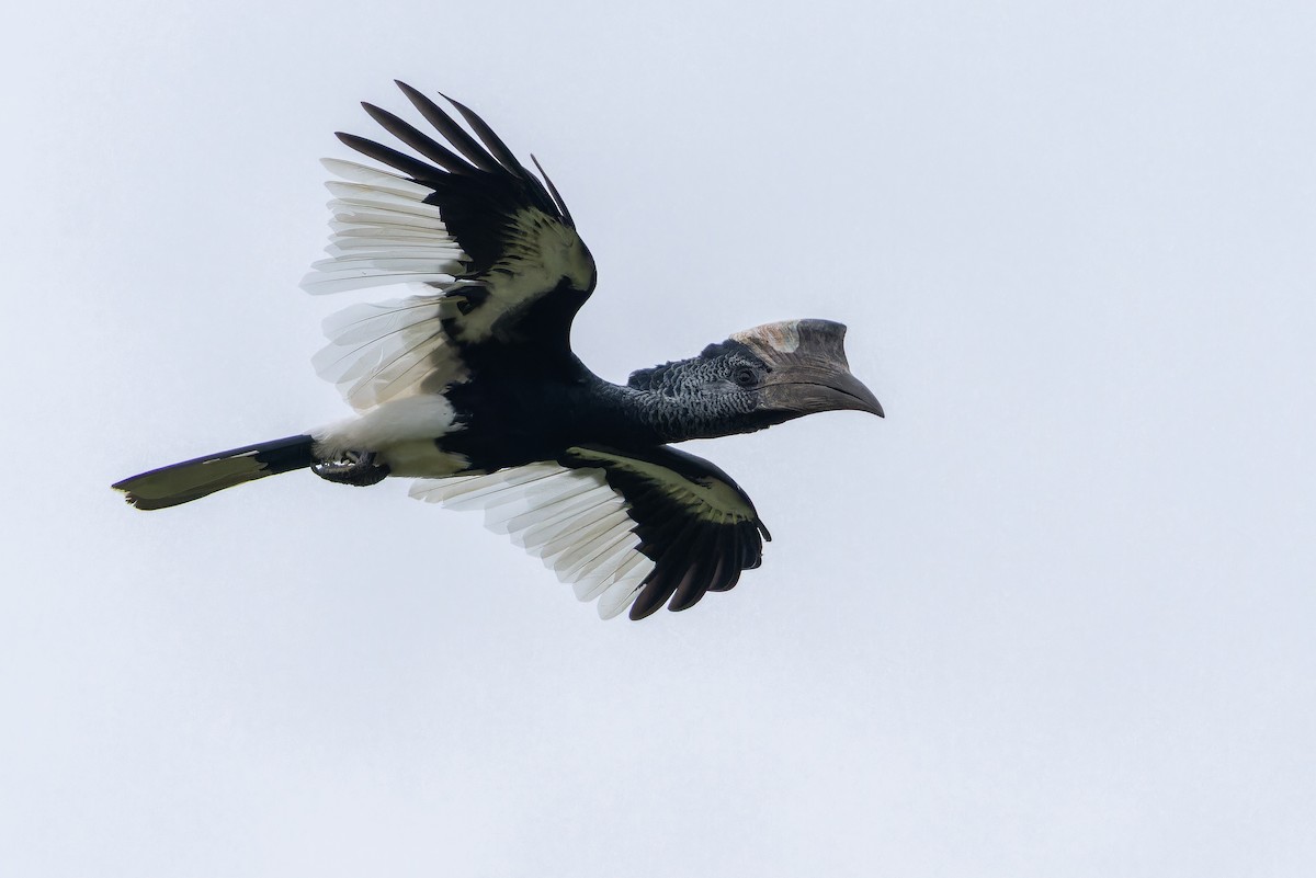 Black-and-white-casqued Hornbill - ML642416651