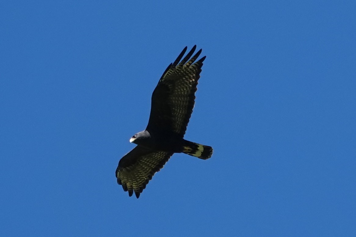 båndhalevåk - ML642416652