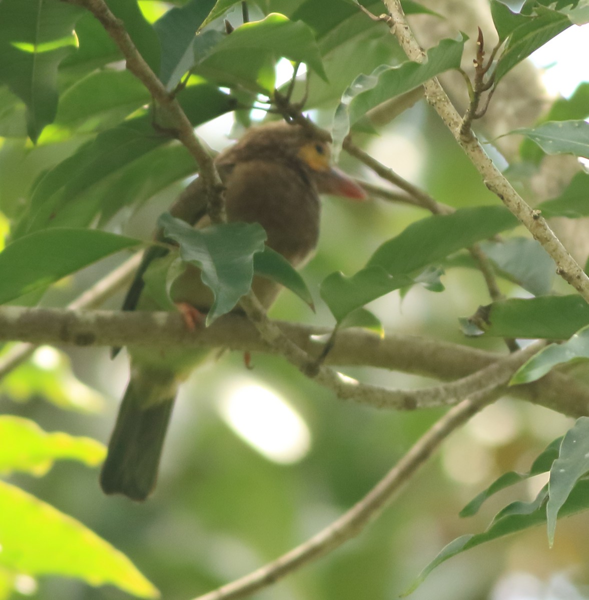Brown-headed Barbet - ML642416672