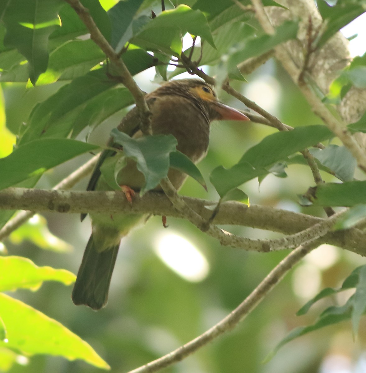 Brown-headed Barbet - ML642416673