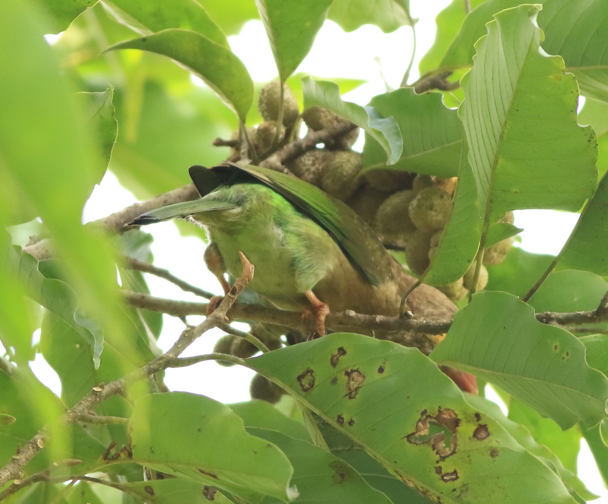 Brown-headed Barbet - ML642416674