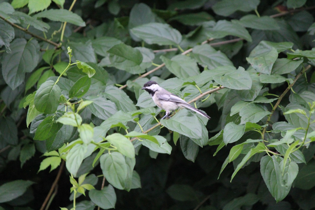 Black-capped Chickadee - ML642416682