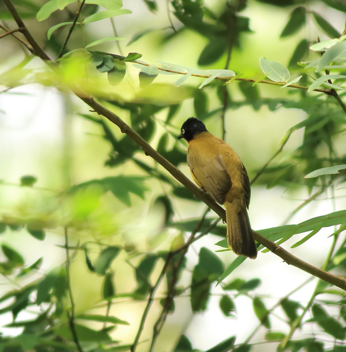 Bulbul à gorge rubis - ML642416713