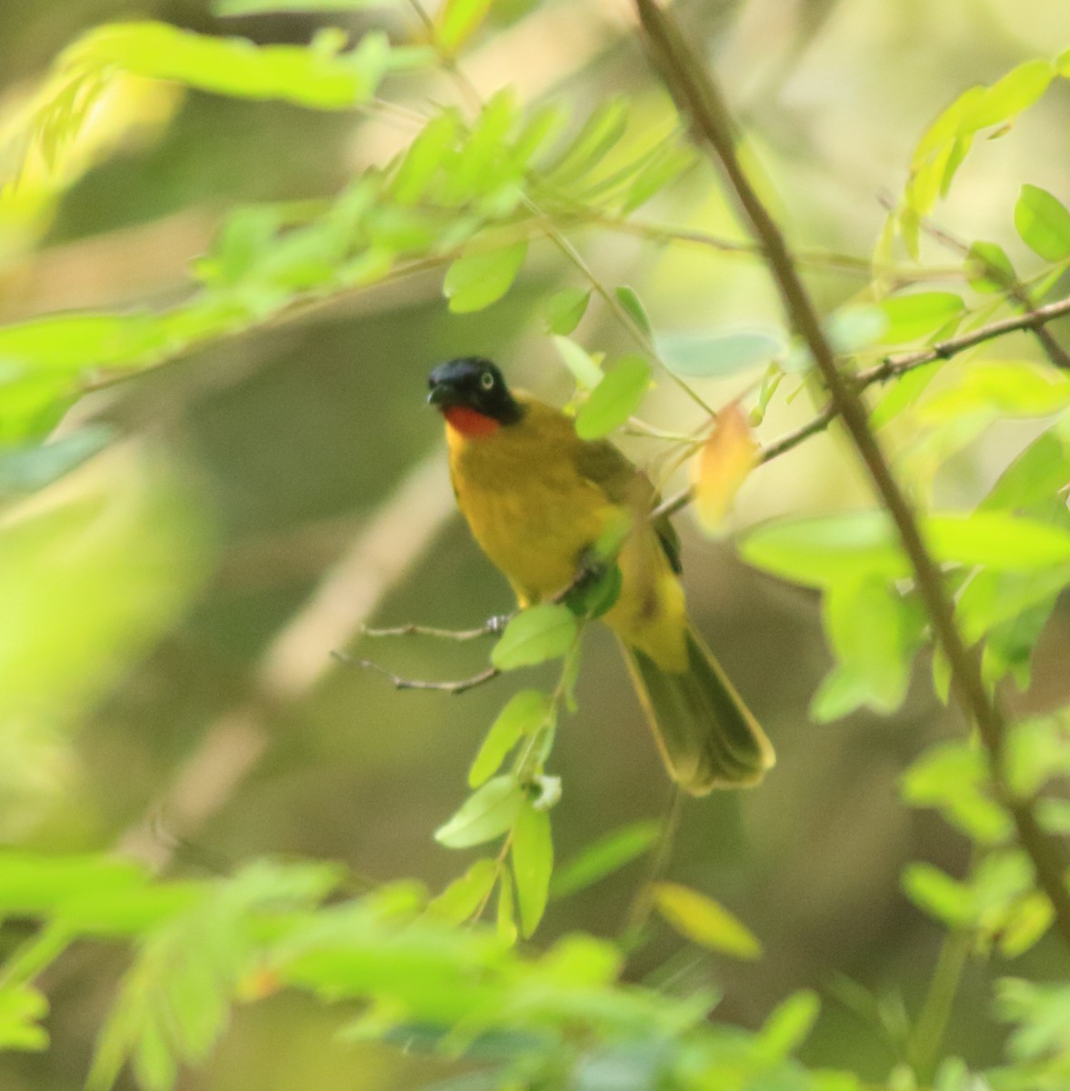 Bulbul à gorge rubis - ML642416722