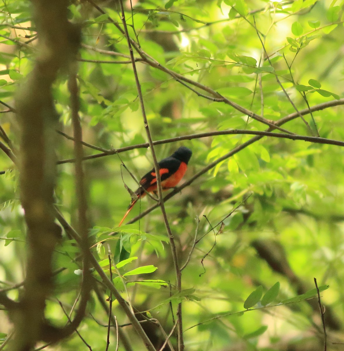 Orange Minivet - ML642416726
