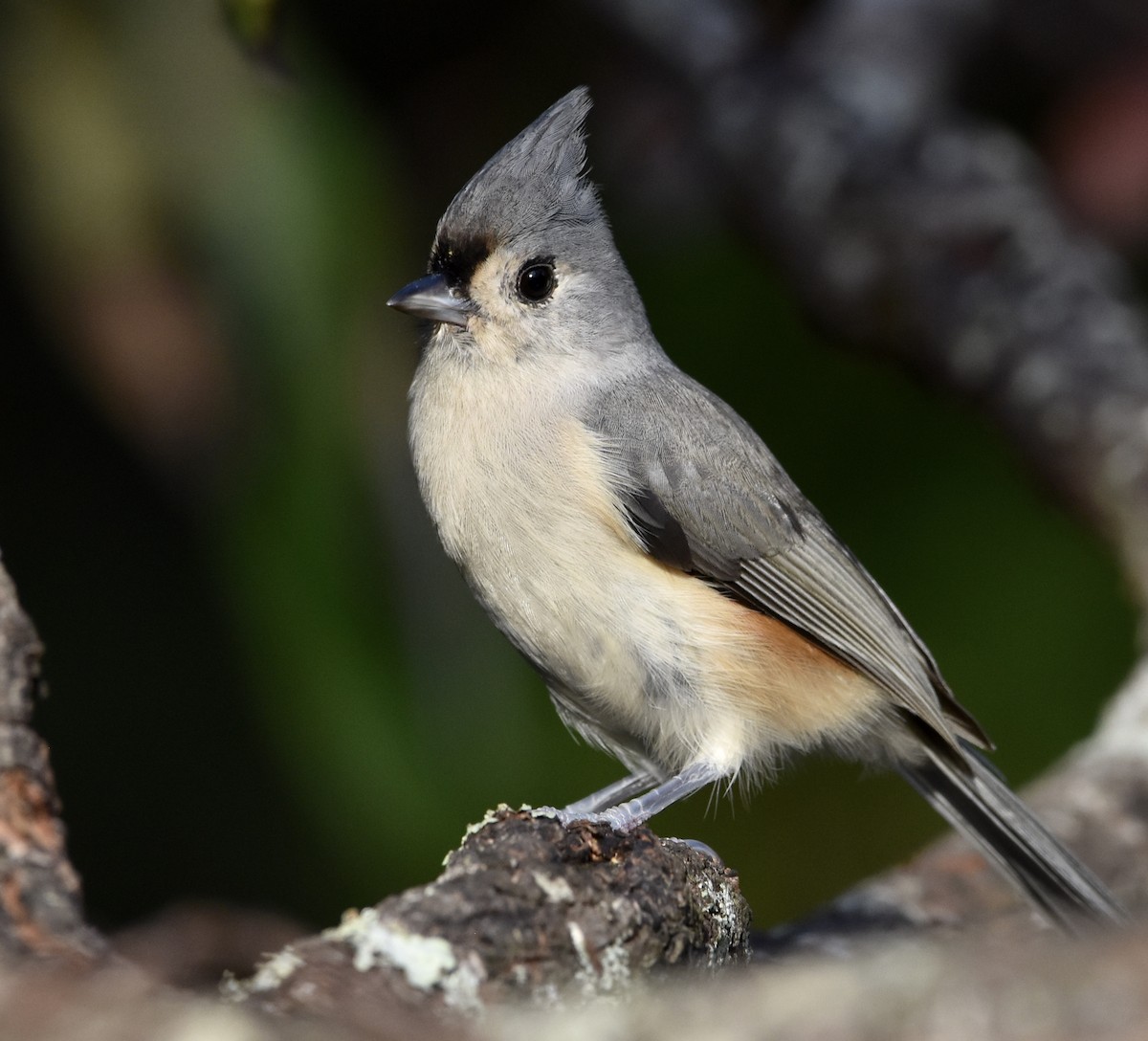 Mésange bicolore - ML642416739