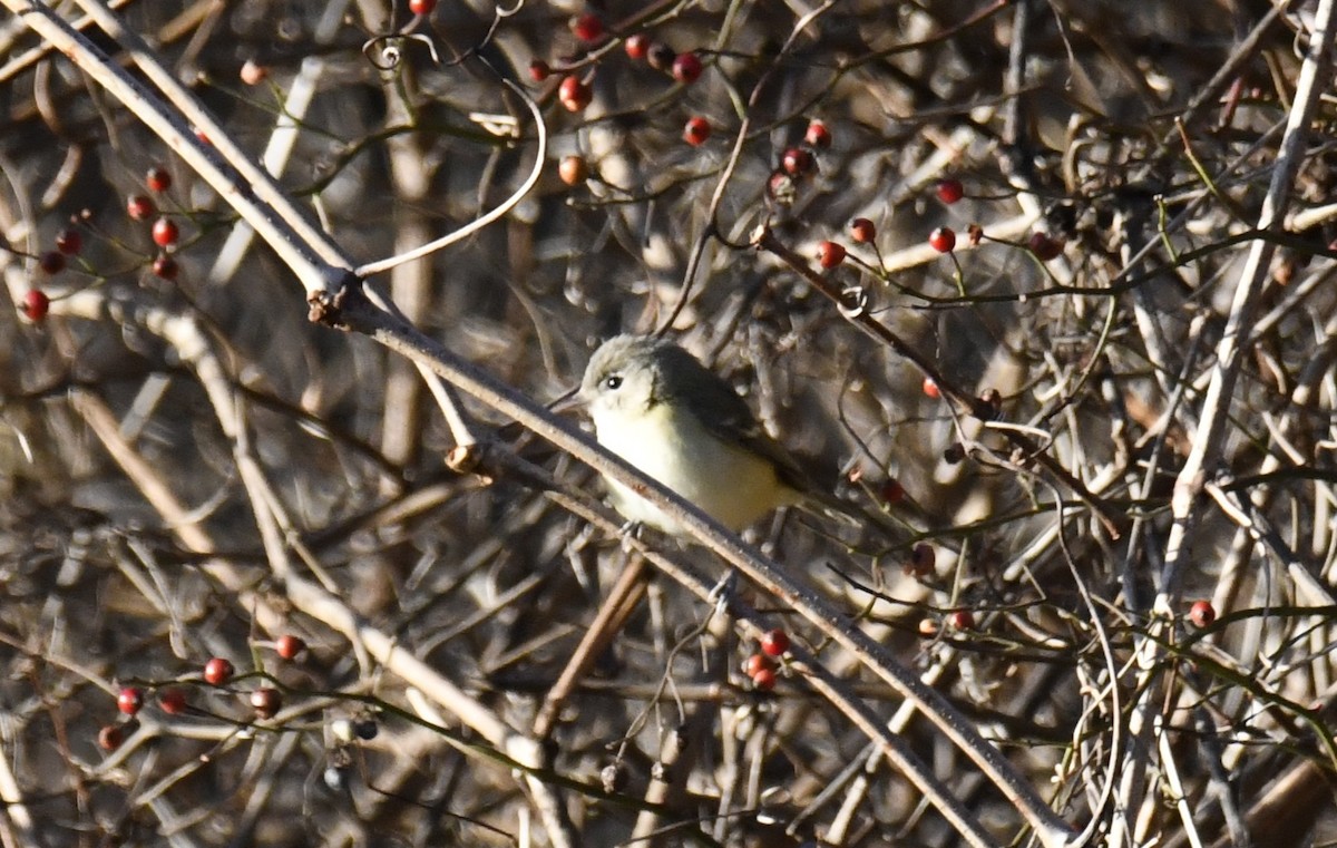 Bell's Vireo - ML642416757