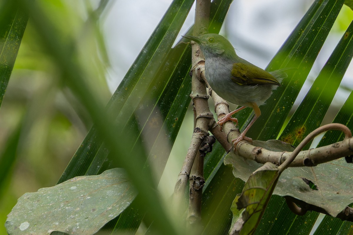 Green-backed Camaroptera (Gray-backed) - ML642416766