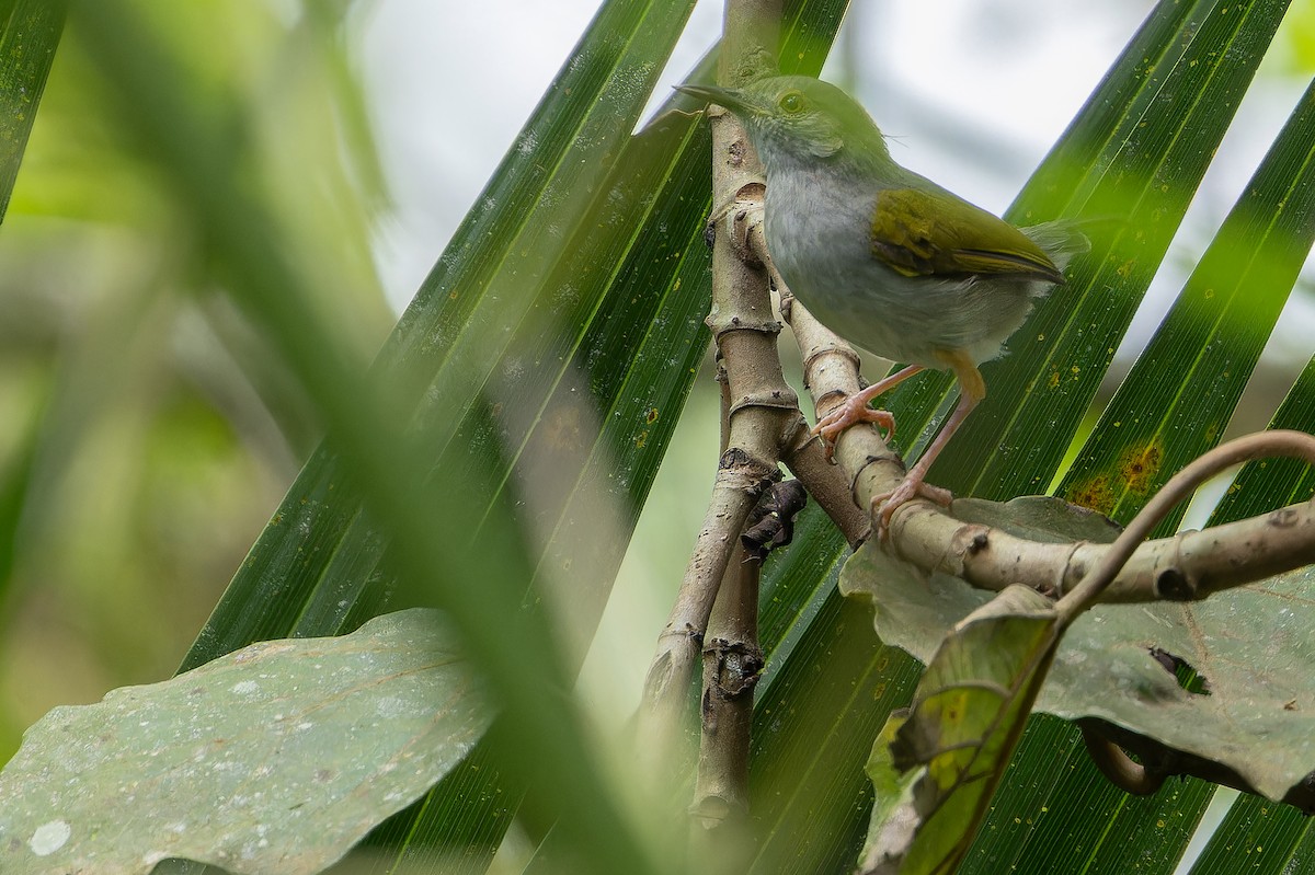 Green-backed Camaroptera (Gray-backed) - ML642416767