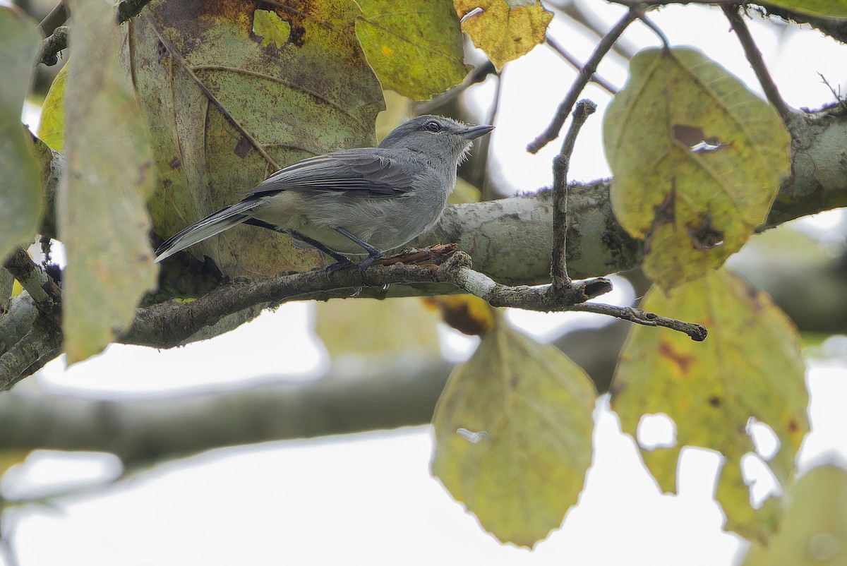 Gray Tit-Flycatcher - ML642416784