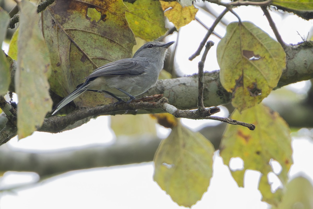 Gray Tit-Flycatcher - ML642416786