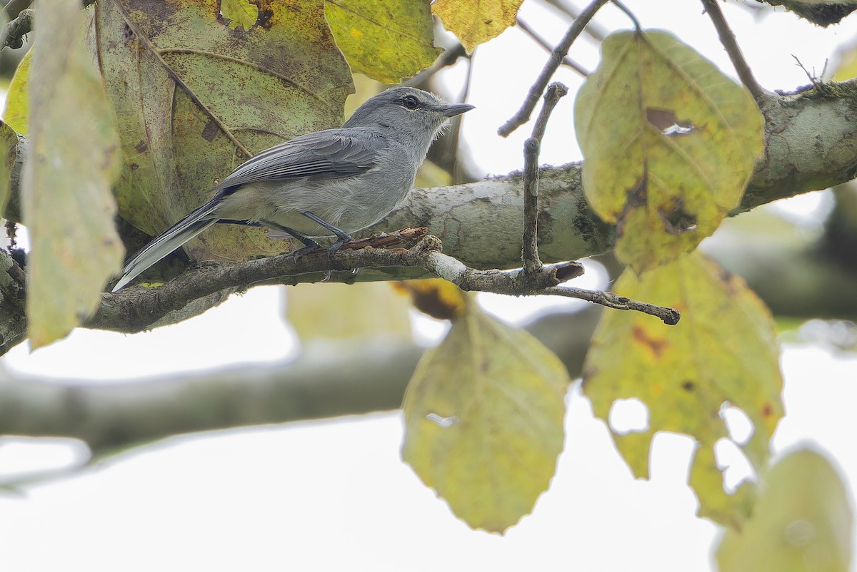 Gray Tit-Flycatcher - ML642416787