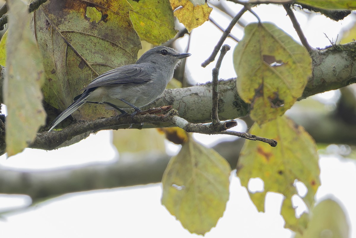 Gray Tit-Flycatcher - ML642416788