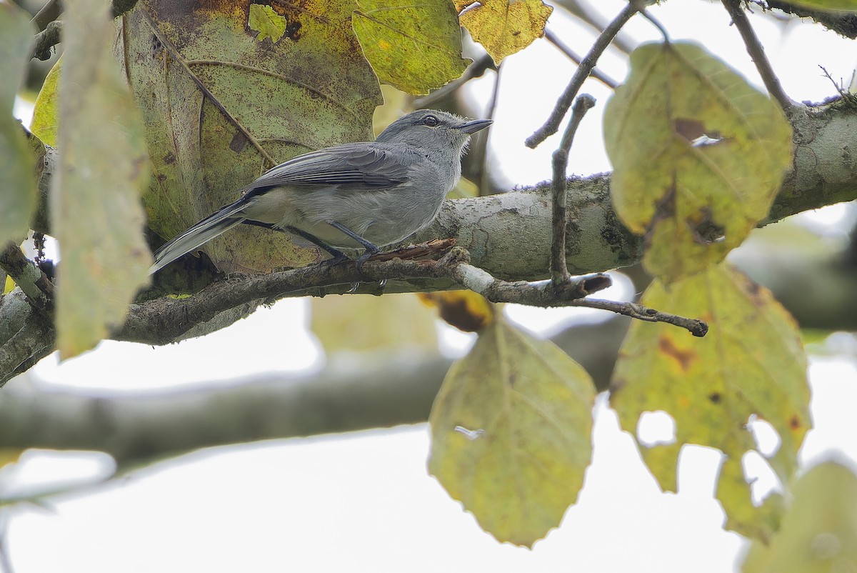 Gray Tit-Flycatcher - ML642416789