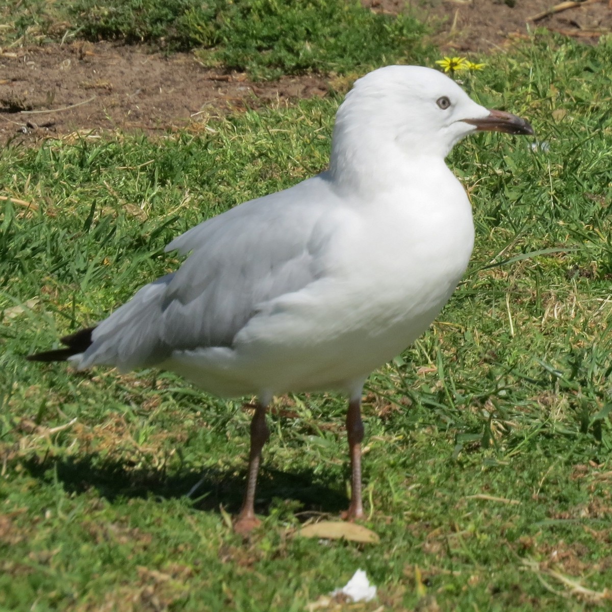 Silver Gull (Silver) - ML642416822