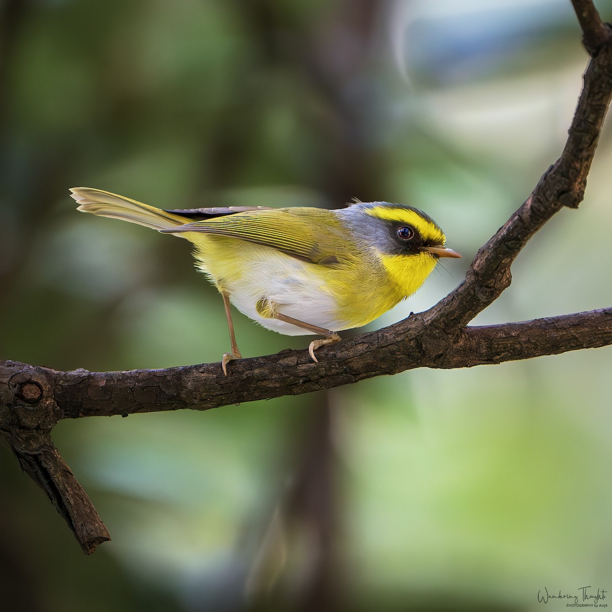 Black-faced Warbler - ML642416823