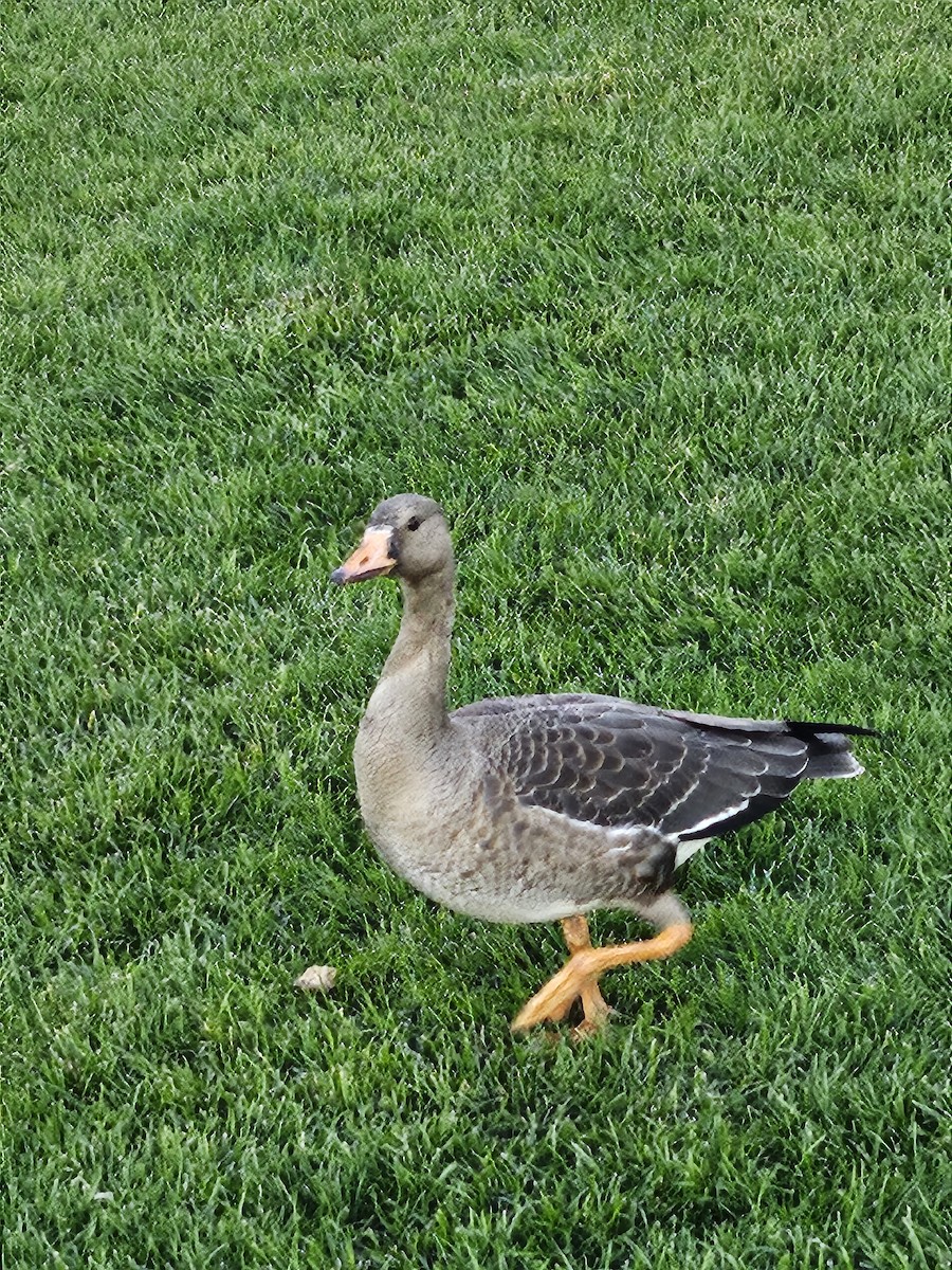 Greater White-fronted Goose (Western) - ML642416828